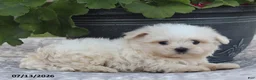 Maltese dogs for sale: Ann - Ad 4
