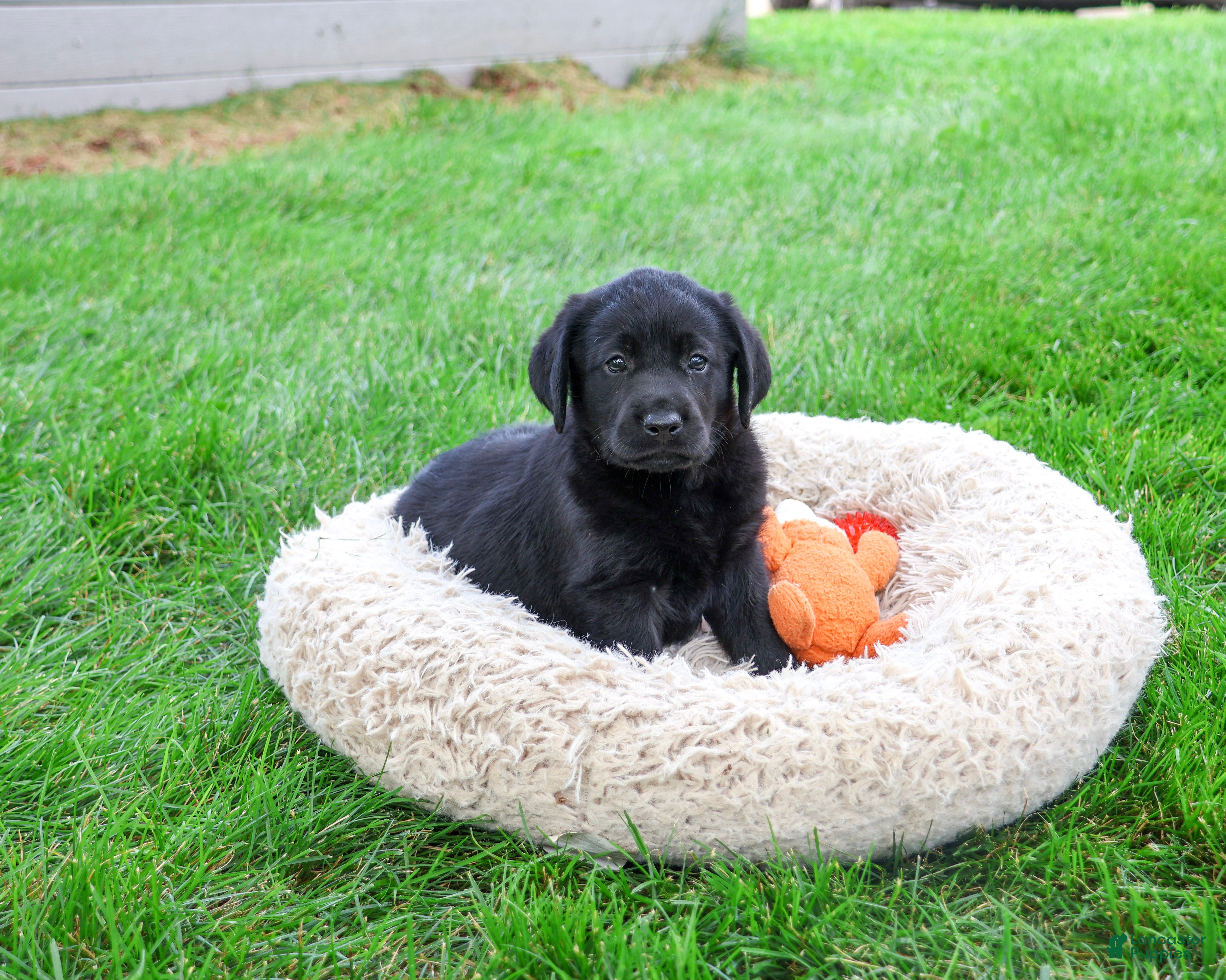 Labrador Retriever dogs Max - Ad 21