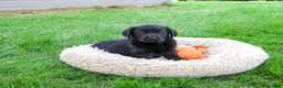 Labrador Retriever dogs for sale: Max - Ad 1