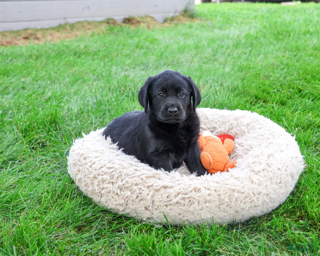 Labrador Retriever dogs for sale: Max - Ad 1