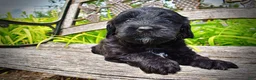 Havapoo dogs for sale: Webster - Ad 5