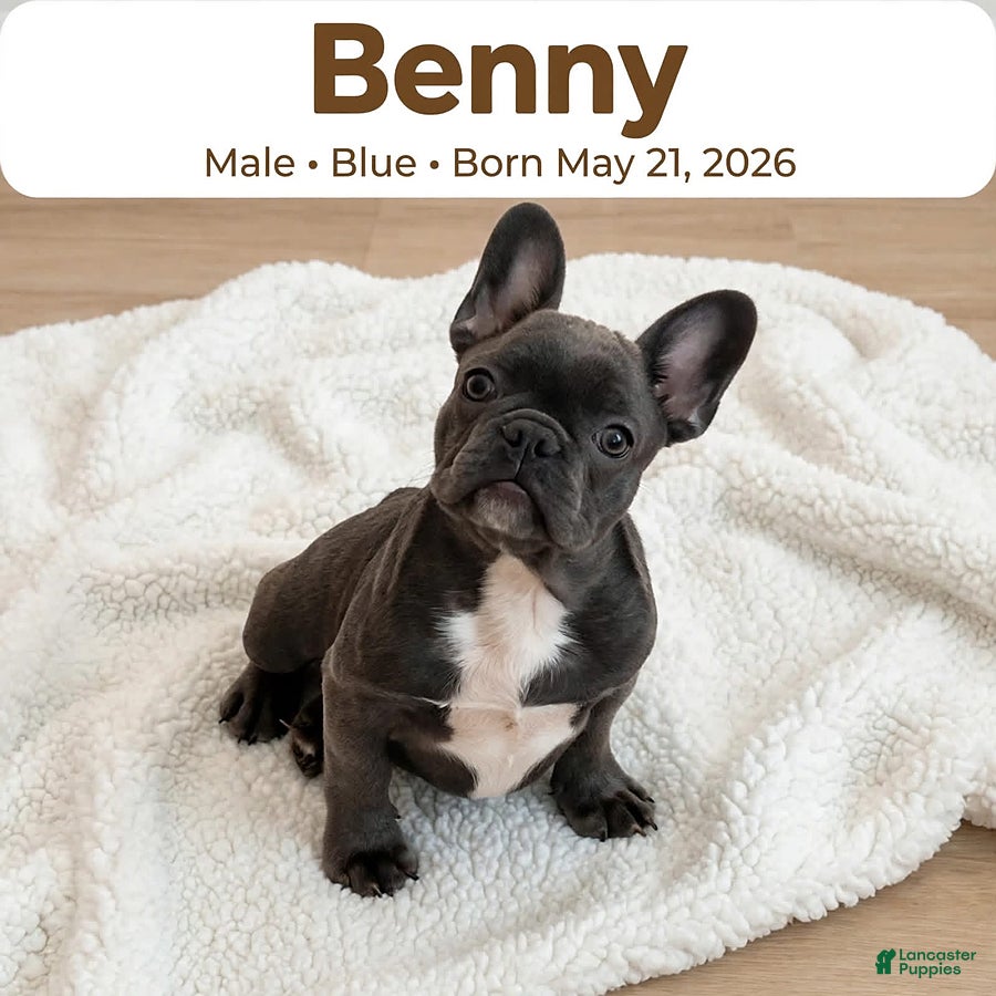 French Bulldog dogs Benny - Ad 1