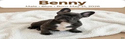 French Bulldog dogs for sale: Benny - Ad 1