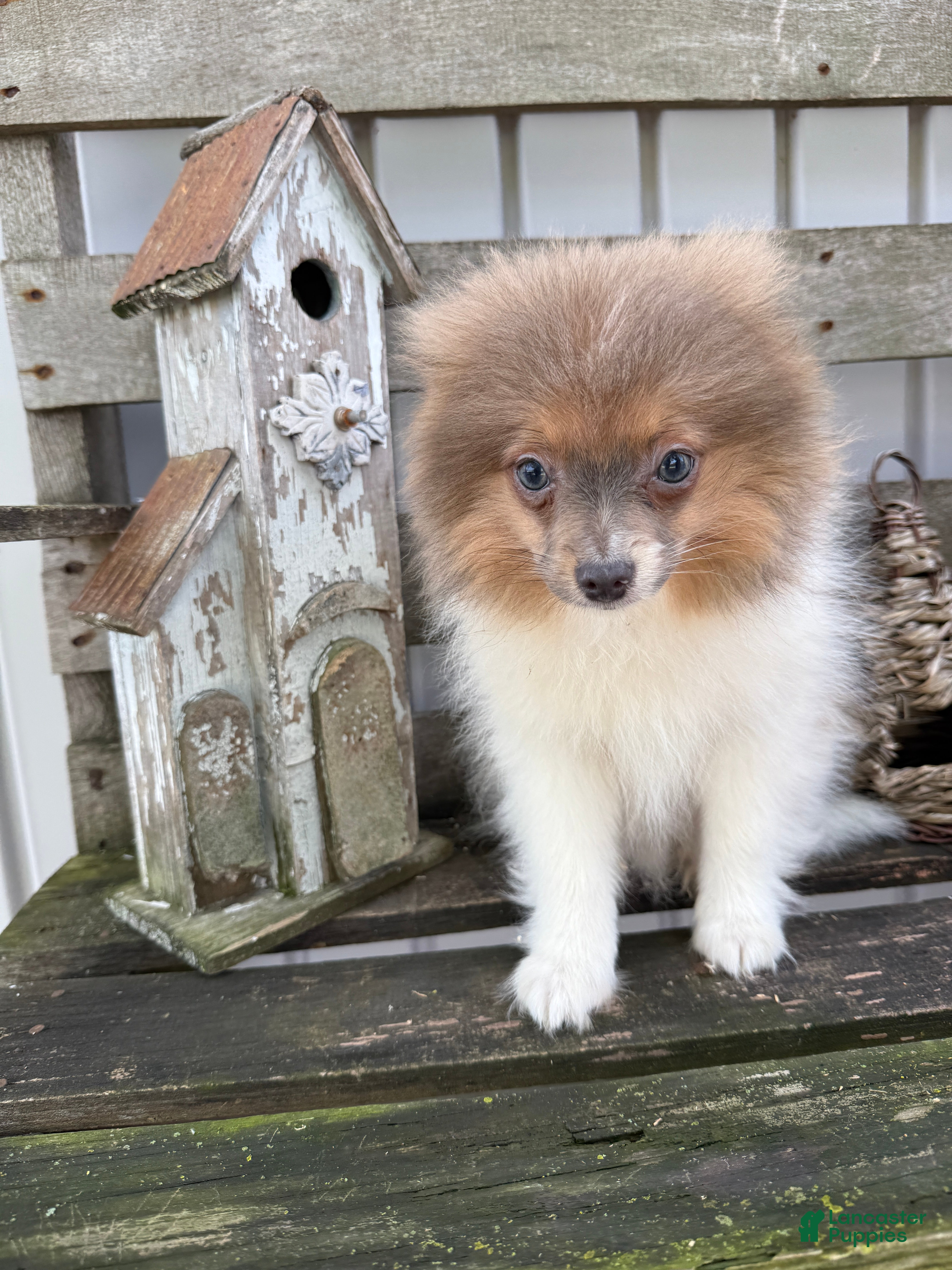 Pomeranian dogs Charlie - Ad 2