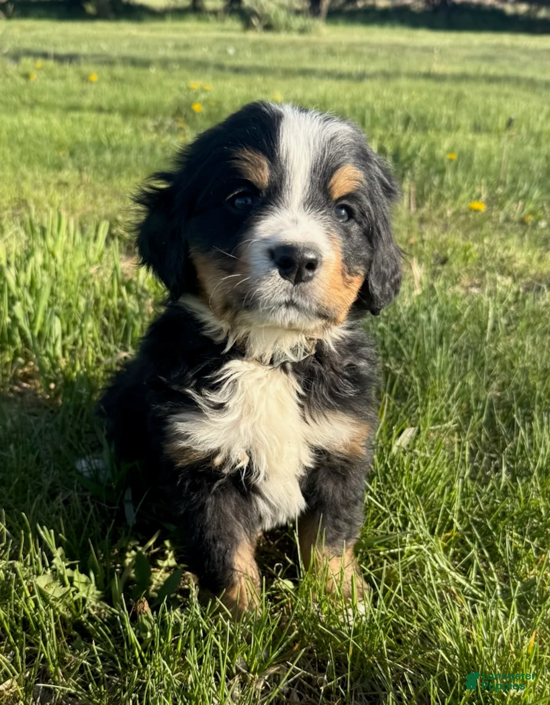 Bernese Mountain Dog dogs for sale: Aztec - Ad 2