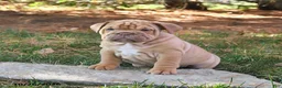 English Bulldog dogs for sale: Fiddle - Ad 4