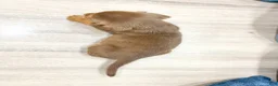 Beaglier dogs for sale: Robin - Ad 4