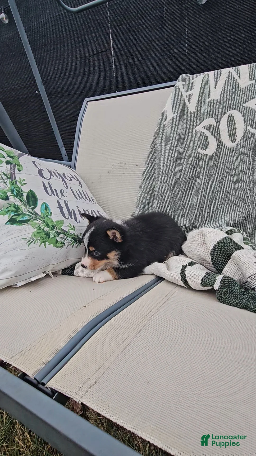 Mixed Breed dogs for sale: Rhett - Ad 4