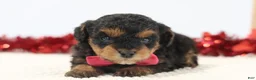 Toy Poodle dogs for sale: Rosie - Ad 3