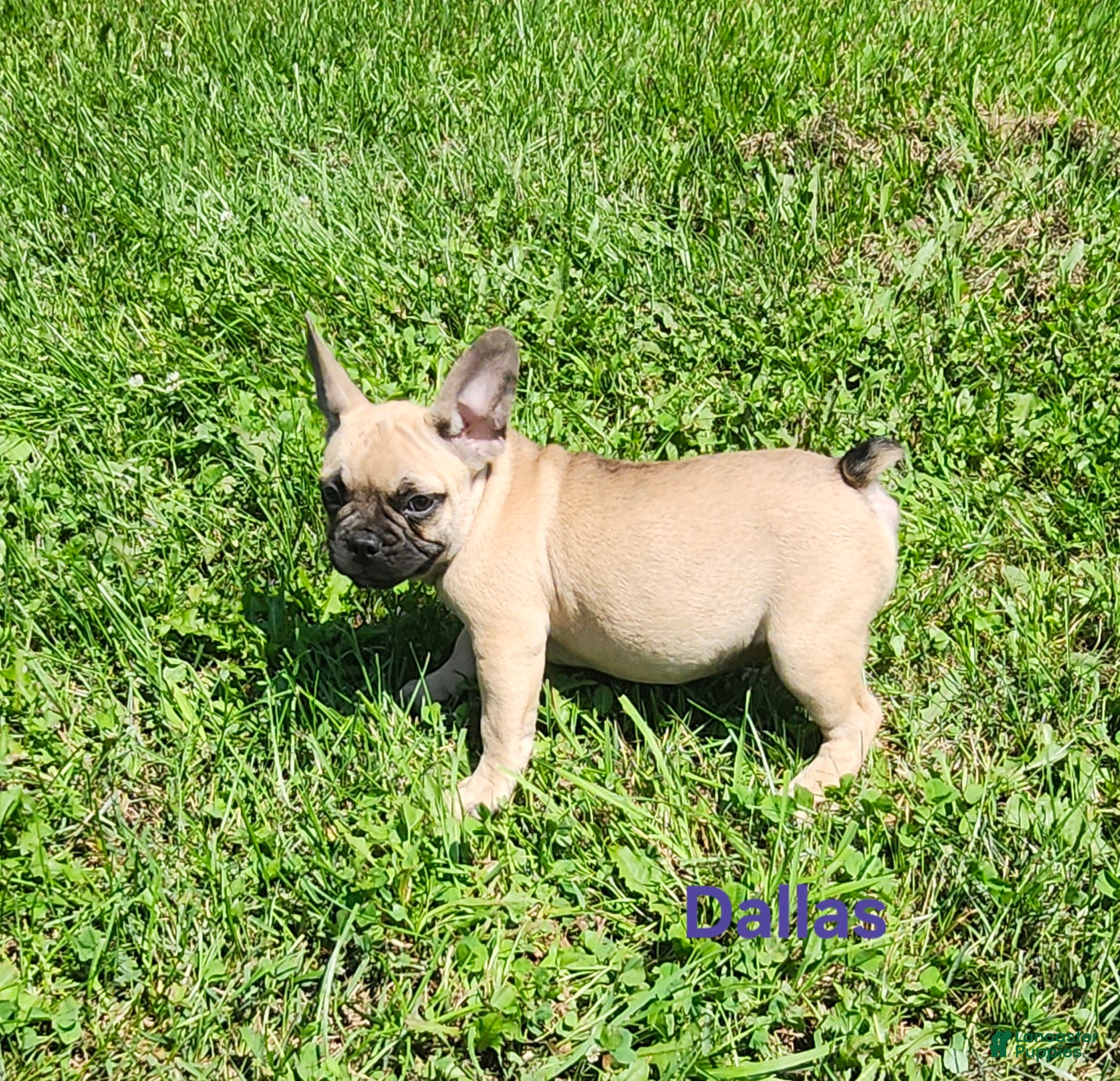 French Bulldog dogs Dallas - Ad 1