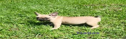 French Bulldog dogs for sale: Dallas - Ad 1