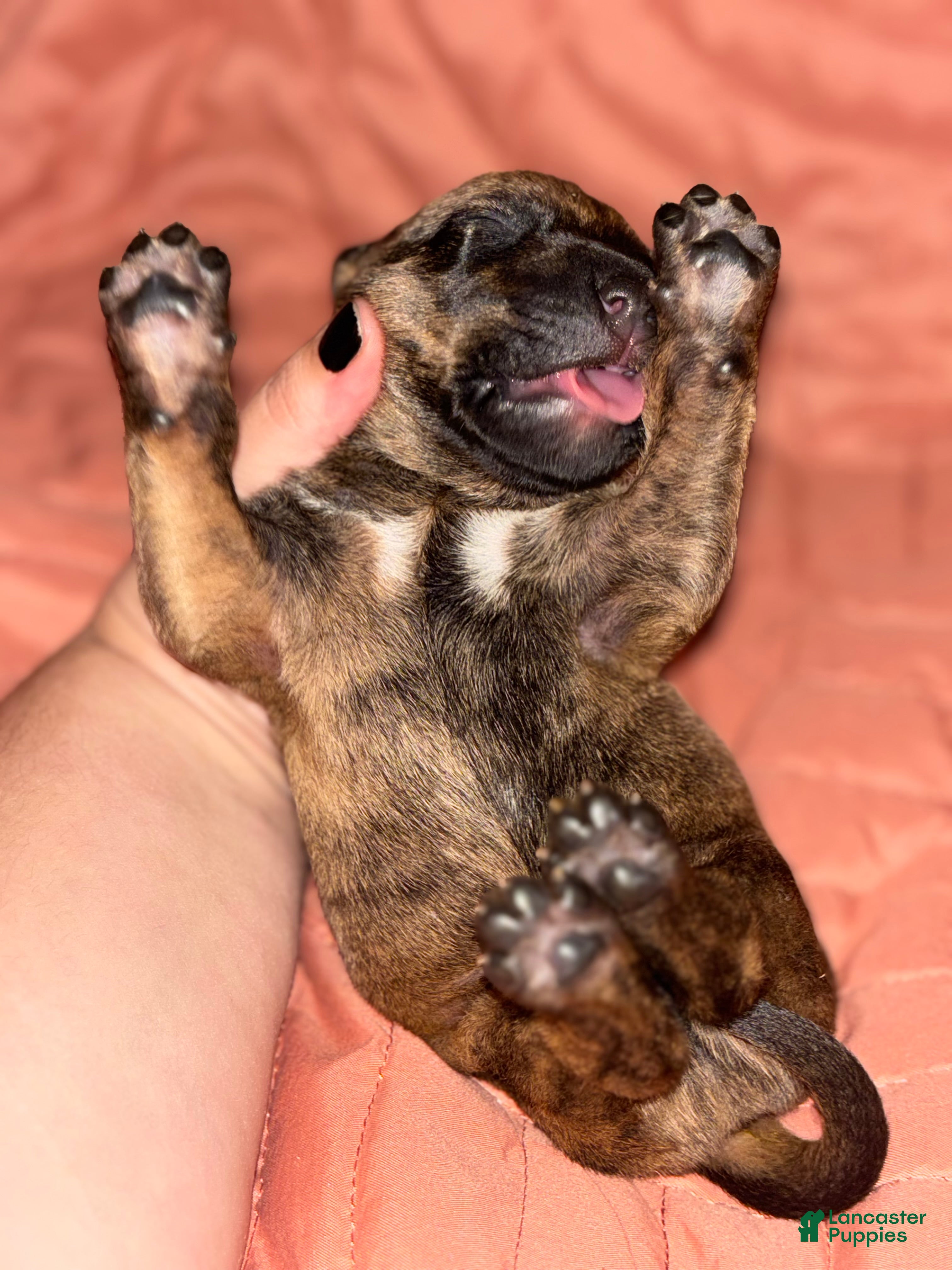 Mastiff Mixed Breed Puppies for sale Lancaster Puppies