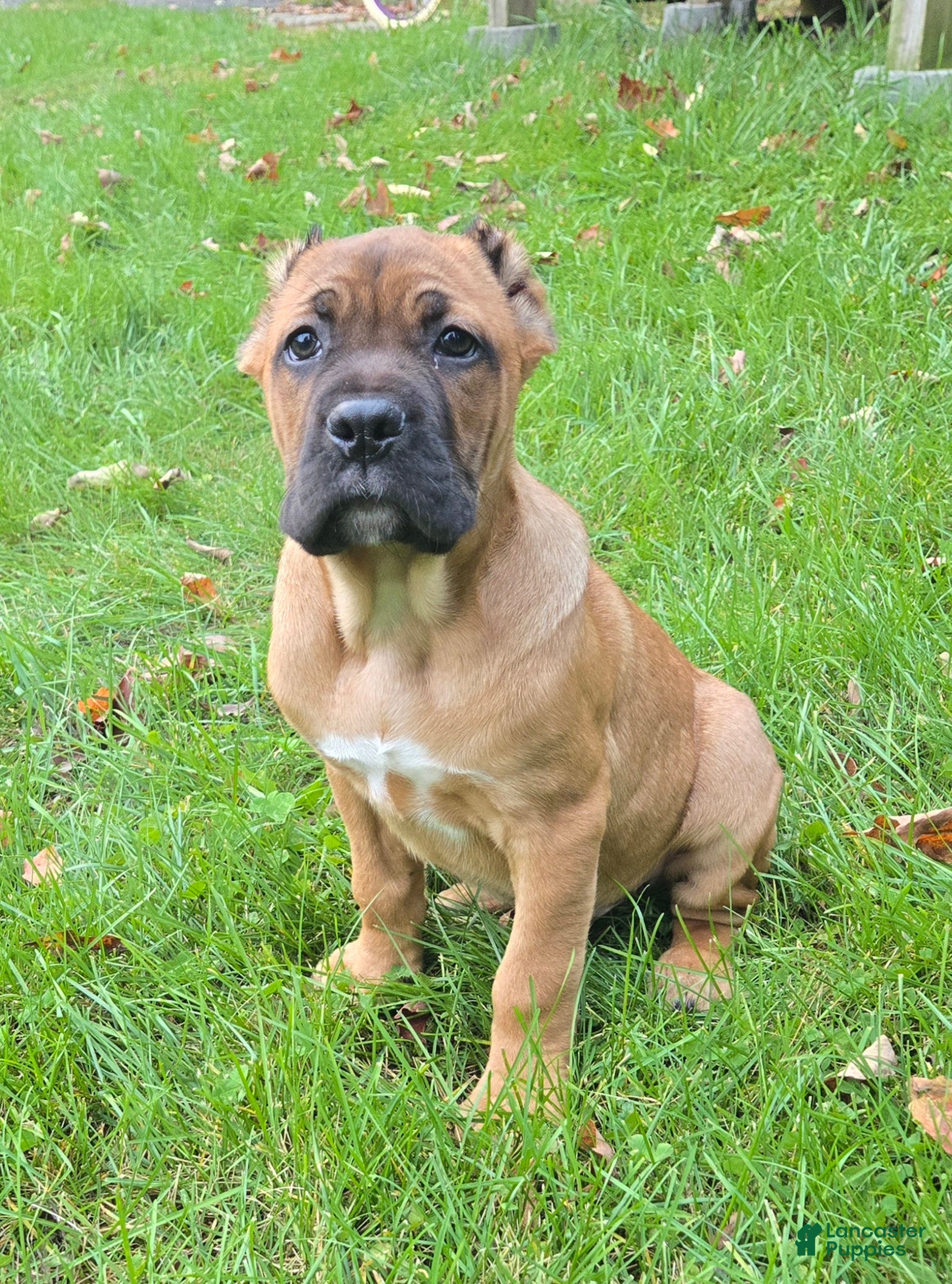 Cane Corso dogs AKC Vladimir  - Ad 21