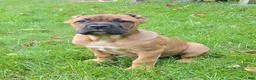 Cane Corso dogs for sale: AKC Vladimir  - Ad 1