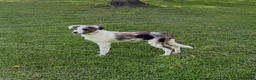 Border Collie dogs for sale: Dolly - Ad 3