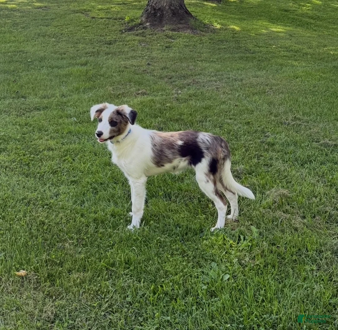 Border Collie dogs for sale: Dolly - Ad 3