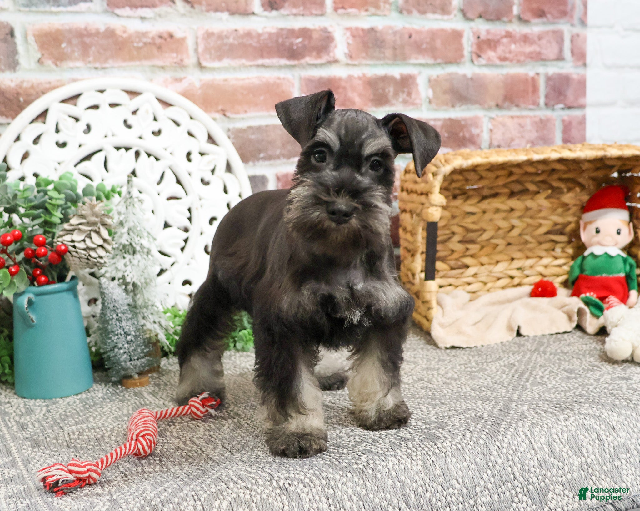 Miniature Schnauzer dogs Paige - Ad 5