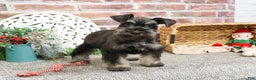 Miniature Schnauzer dogs for sale: Paige - Ad 1