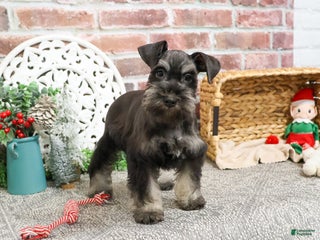Miniature Schnauzer dogs Paige - Ad 9