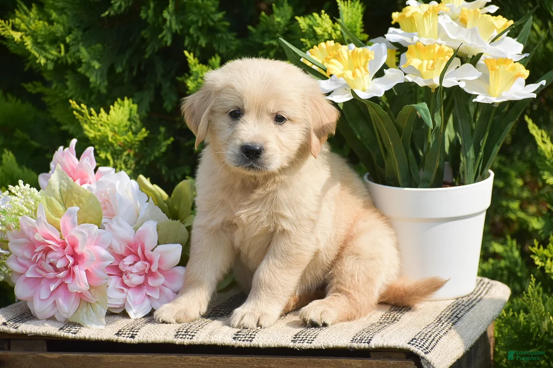 Golden Retriever dogs for sale: Farhan - Ad 2