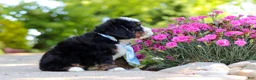 Mini Bernedoodle dogs for sale: Waylon - Ad 6
