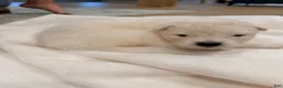 Samoyed dogs for sale: Lavender - Ad 6
