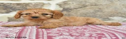 Cavapoo dogs for sale: Daffodil - Ad 3