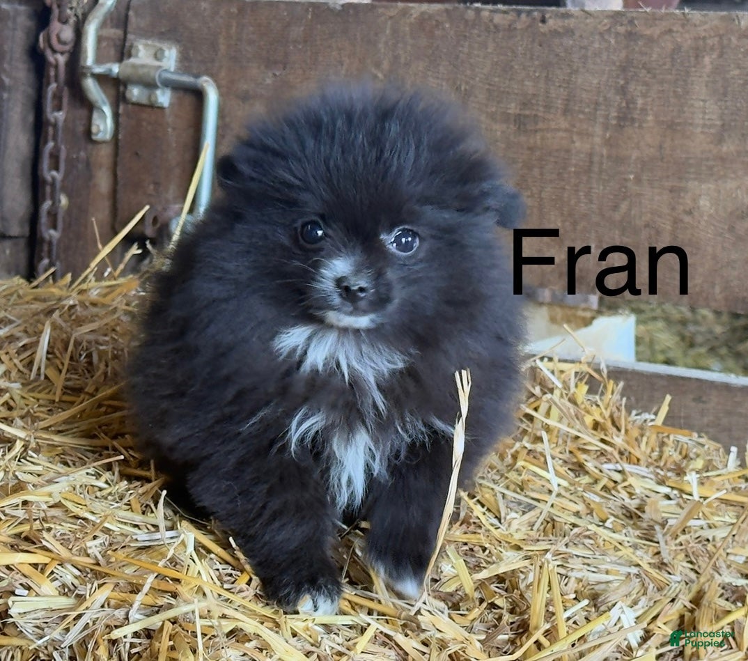 Pomeranian dogs Fran - Ad 32