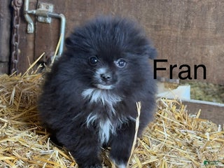 Pomeranian dogs Fran - Ad 26