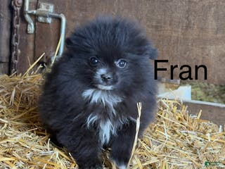 Pomeranian dogs Fran - Ad 33