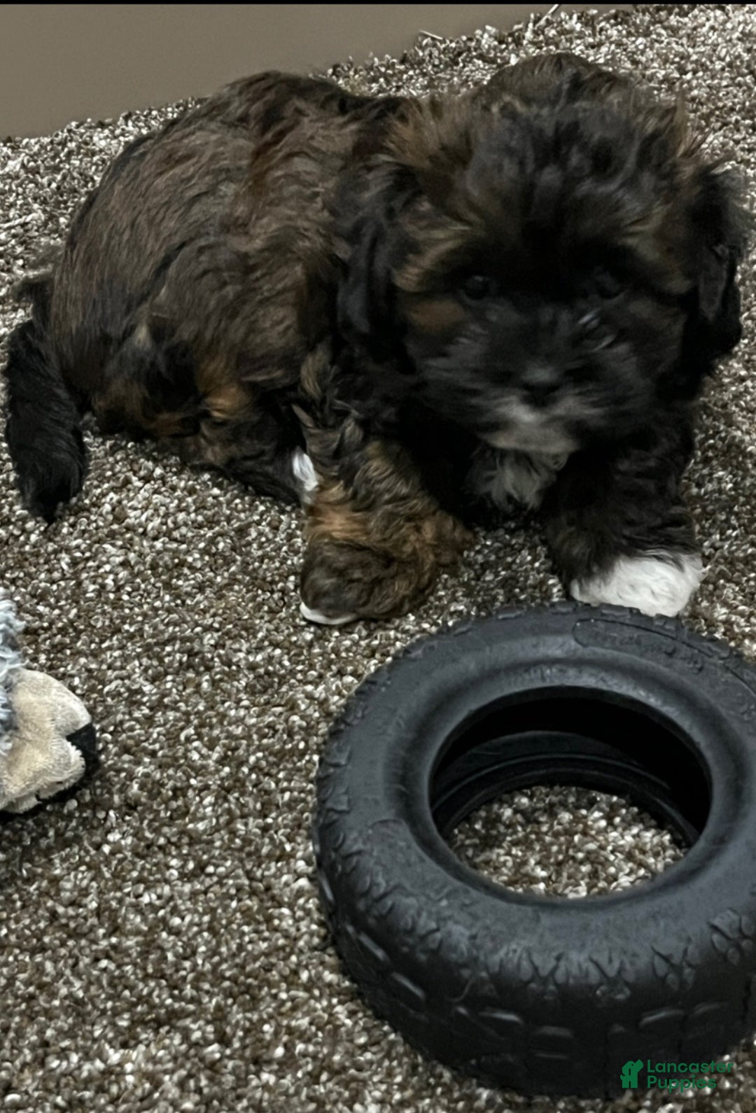 Shihpoo dogs for sale: Ace - Ad 5