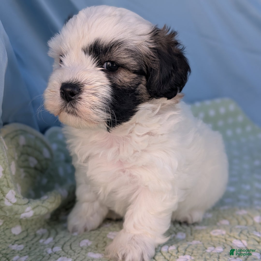 Teddy Bear dogs for sale: Snowflake - Ad 9