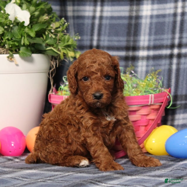 Miniature Poodle dogs Luke - Ad 1