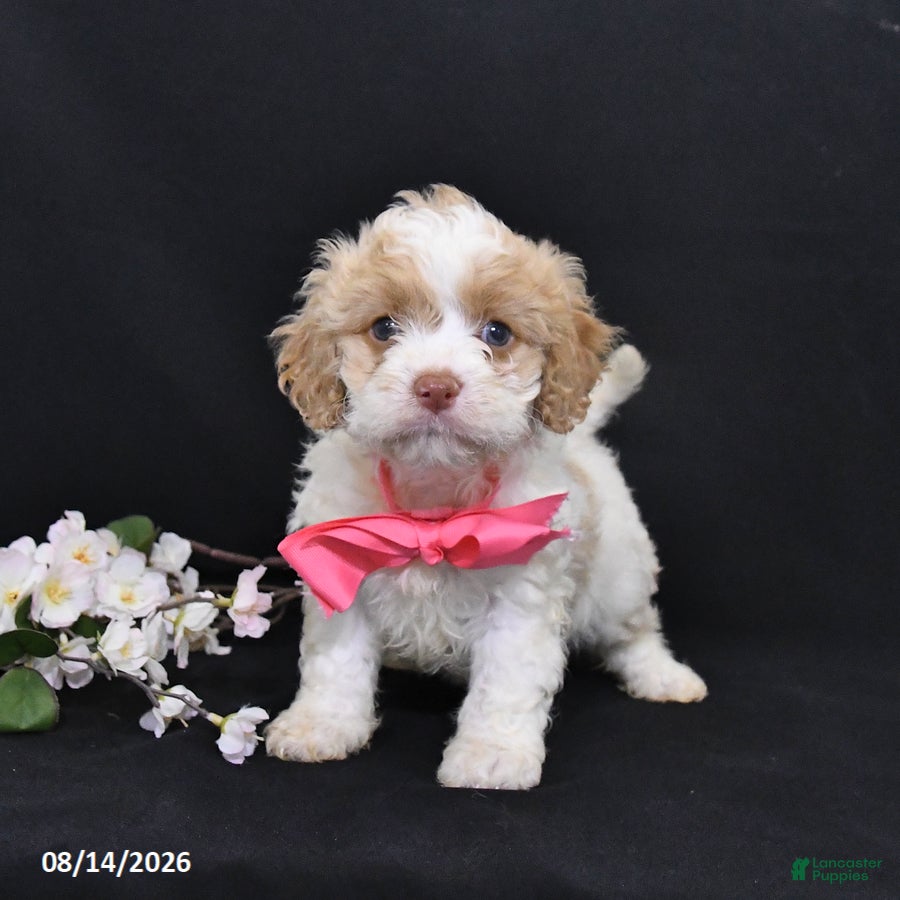 Cavapoo dogs Orchid - Ad 2