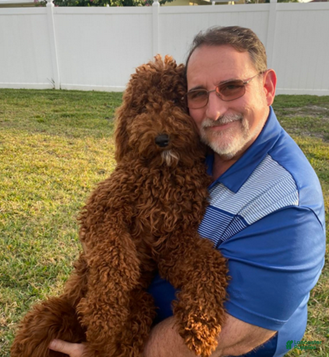 Goldendoodle dogs for sale: Male Brown Collar(Hulk) - Ad 6