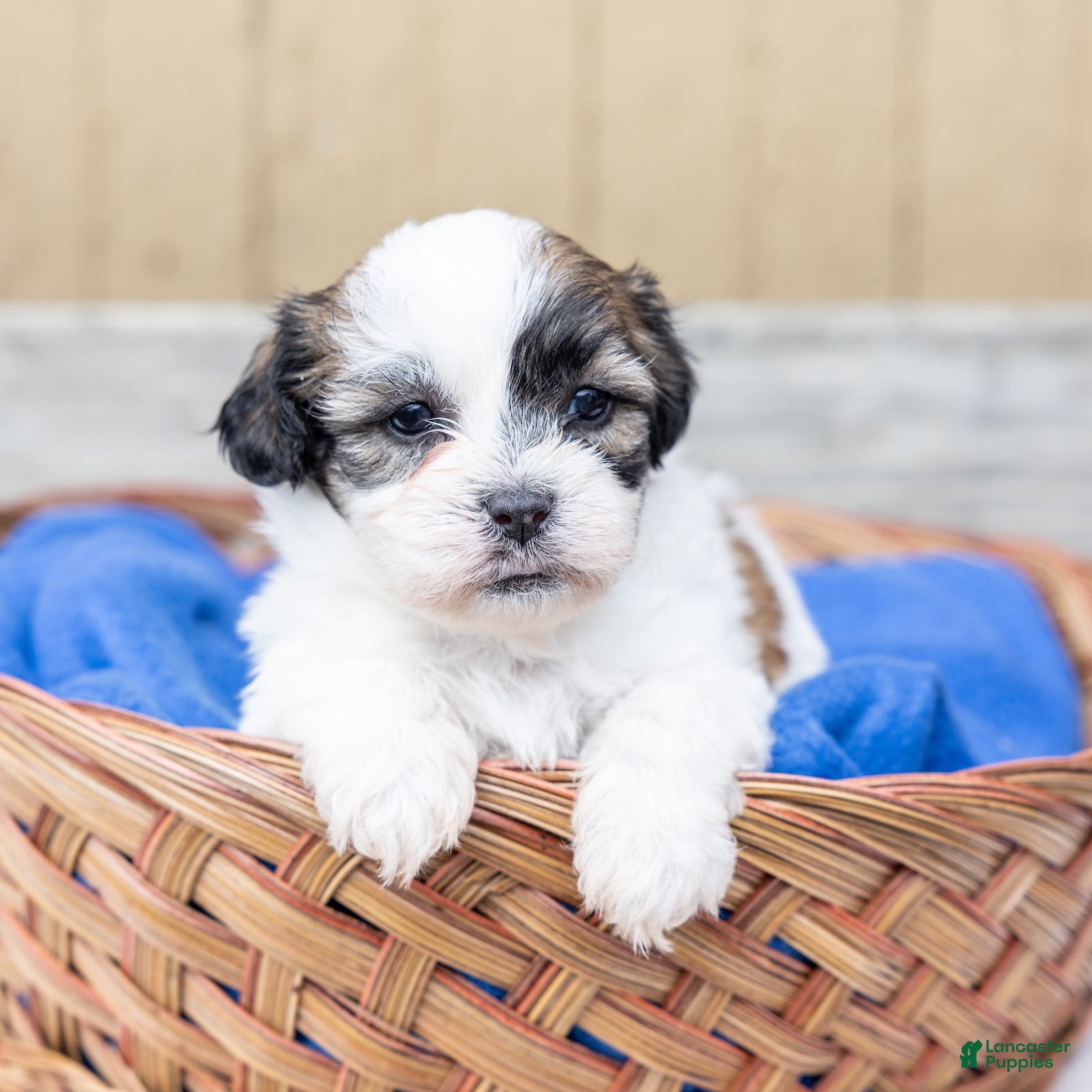Teddy Bear dogs Elm - Ad 1