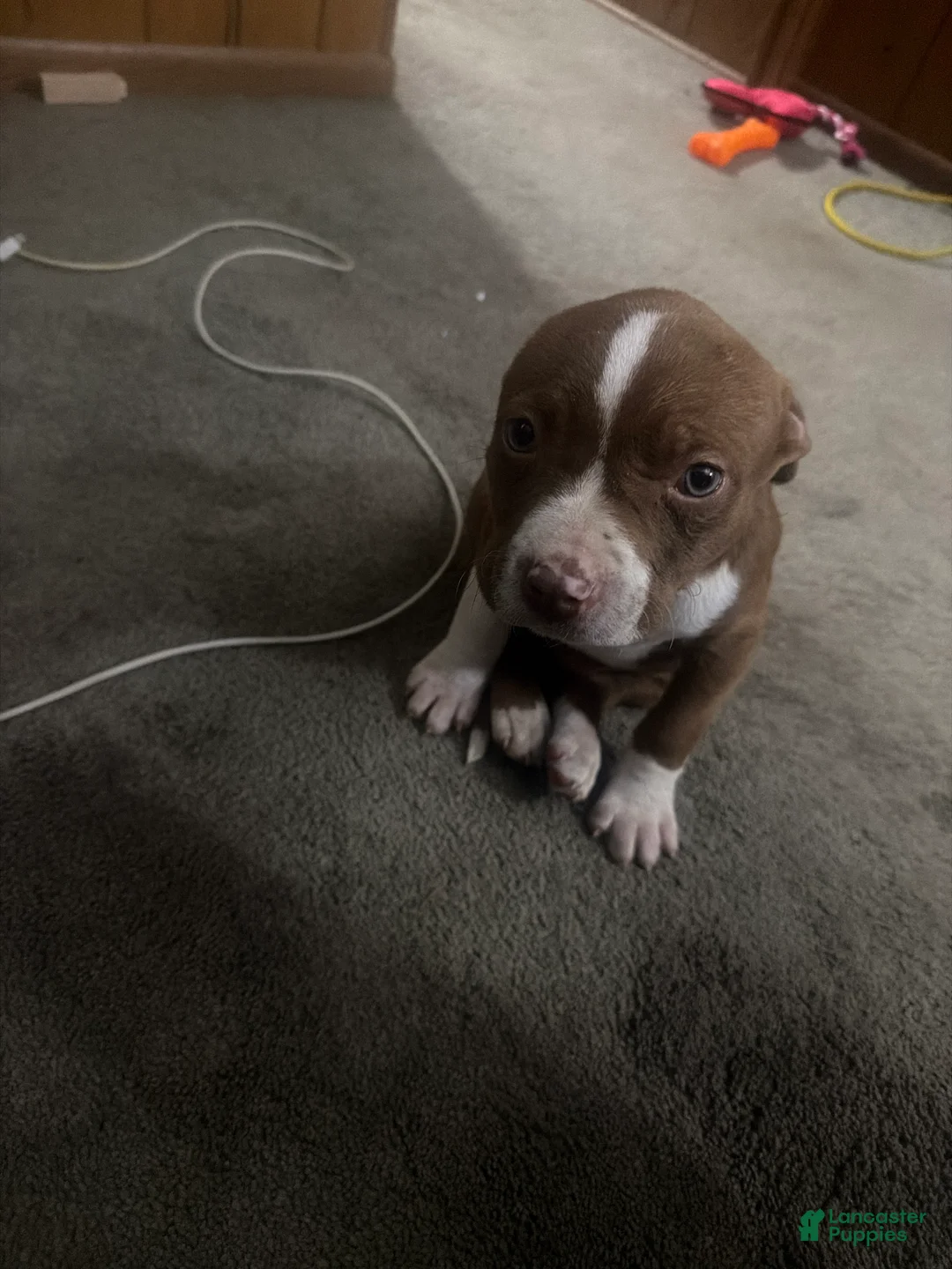 American Pit Bull Terrier dogs for sale: American Pit Bull Terrier Puppy 2 - Ad 1
