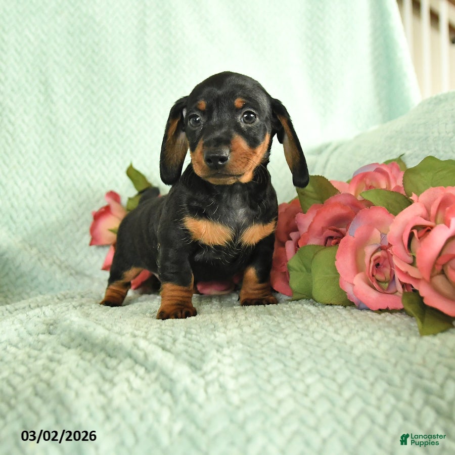 Dachshund dogs Gus - Ad 1