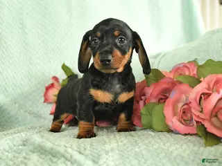 Miniature Dachshund dogs for sale: Gus - Ad 3