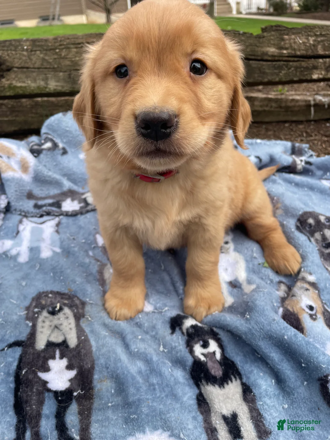 Golden Retriever dogs for sale: Sadie - Ad 1
