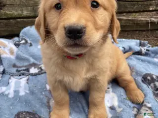 Golden Retriever dogs Sadie - Ad 40