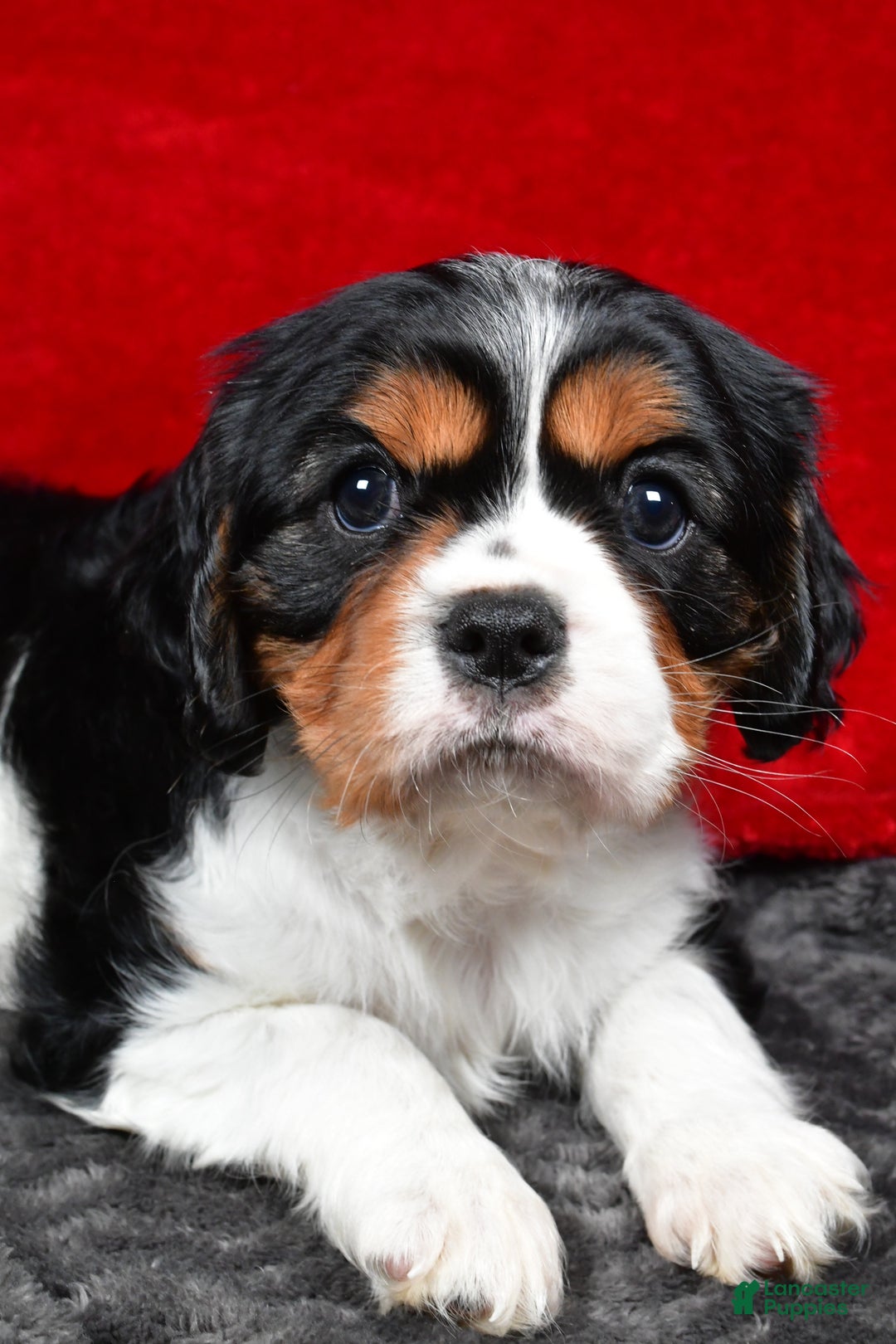Cavalier King Charles Spaniel dogs for sale: Penny - Ad 11