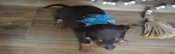 Miniature Dachshund dogs for sale: Boone - Ad 2