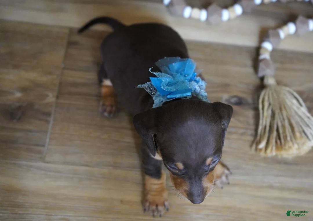 Miniature Dachshund dogs for sale: Boone - Ad 2