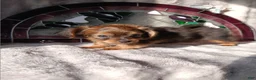 Yorkshire Terrier dogs for sale: Yorkshire Terrier Puppy 2 - Ad 5