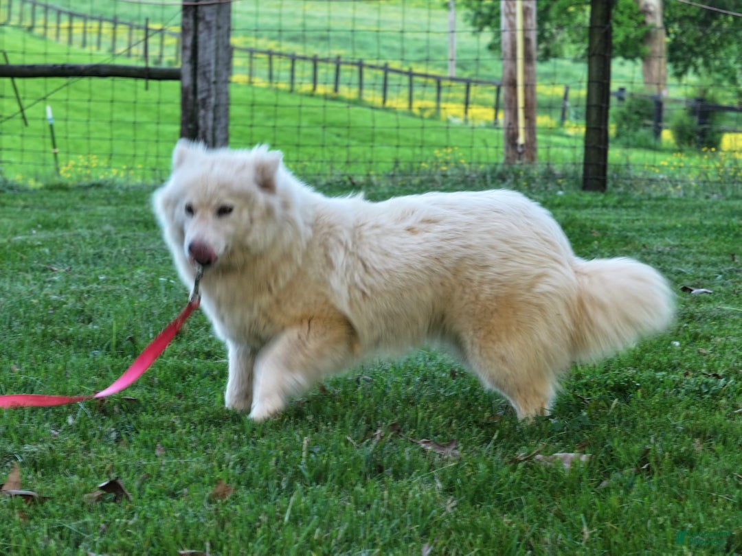 Pomsky dogs for sale: Miss Muffet - Ad 7