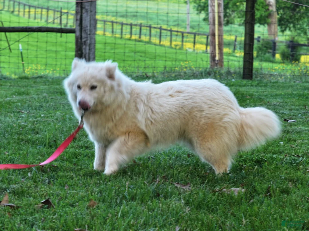 Pomsky dogs for sale: Miss Muffet - Ad 7