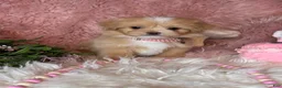 Pekapoo dogs for sale: Whisper - Ad 3
