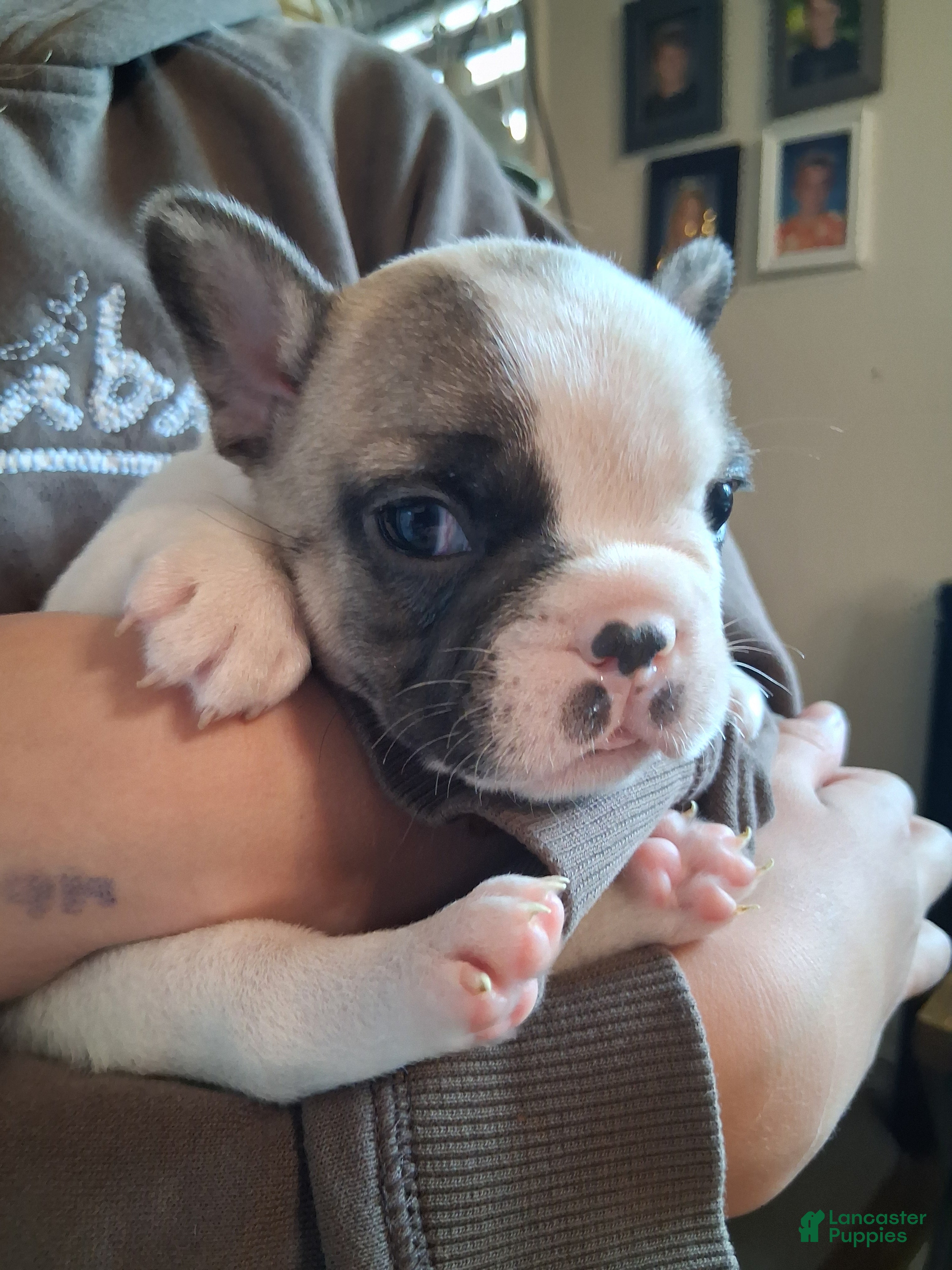 French Bulldog dogs Tiny - Ad 1