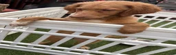 Goldendoodle dogs for sale: Fuchsia  - Ad 4